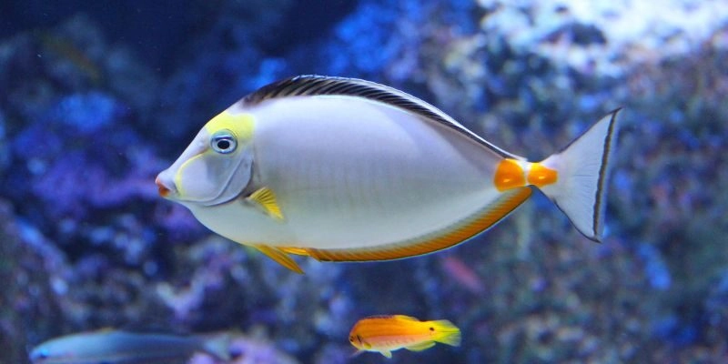 nằm mơ thấy cá đánh con gì