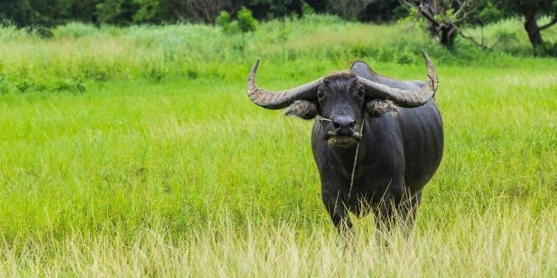 Nằm Mơ Thấy Trâu Đánh Con Gì